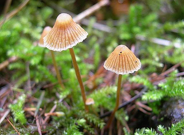 La  Flora  micologica  Alsaziana